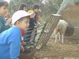 children visiting the sheep