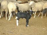 sheep